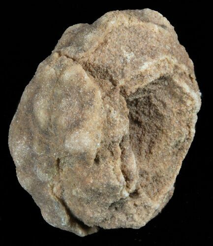 Flower-Like Sandstone Concretion - Pseudo Stromatolite #62210